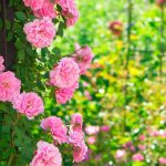 Regencycore im Garten: Bridgerton-Stil!