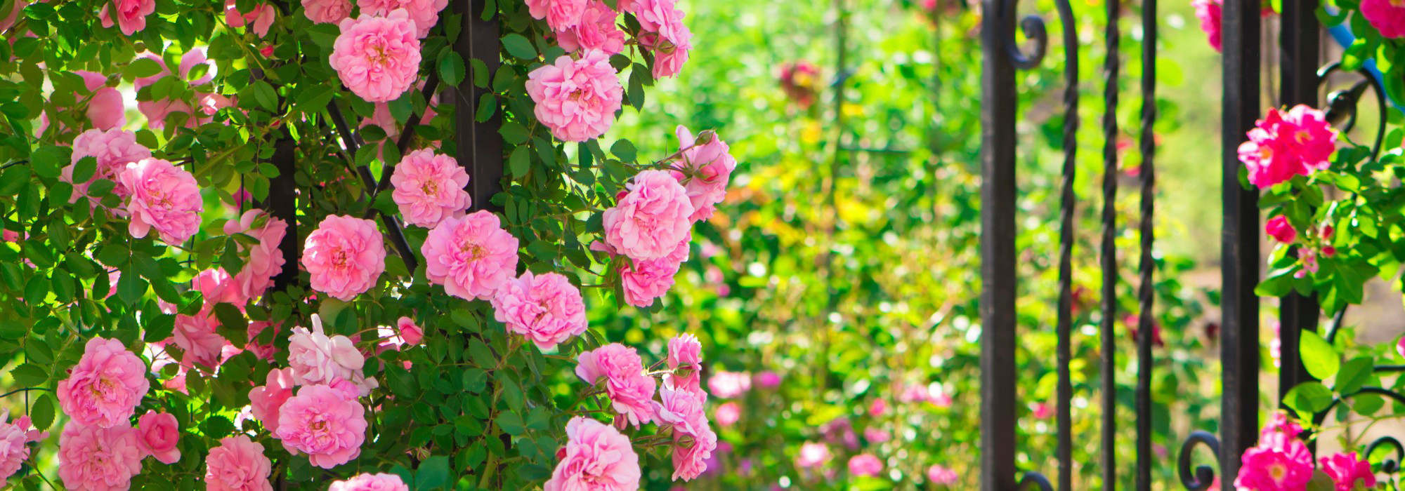 Regencycore im Garten: Bridgerton-Stil!