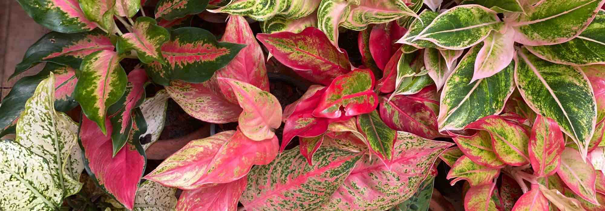 Aglaonema: Krankheiten, Parasiten & häufige Probleme
