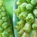 7 grünblühende Blumenzwiebeln für eleganten Frühling