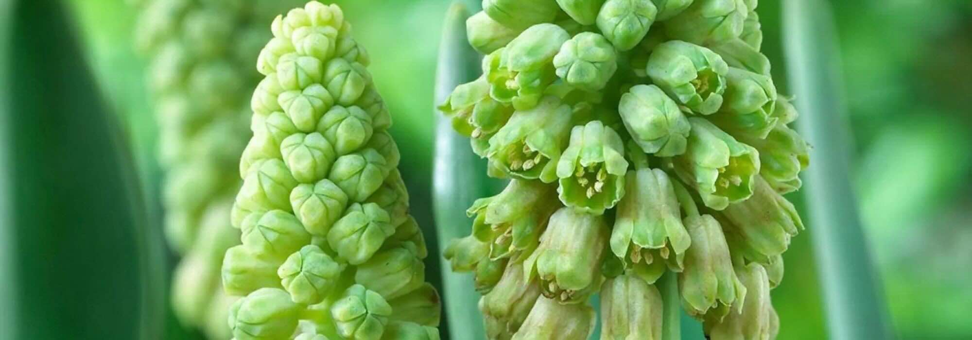 7 grünblühende Blumenzwiebeln für eleganten Frühling