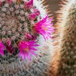 Kakteen zum Blühen bringen: sichere Tipps