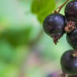 Schwarze Johannisbeere: Fruchtstrauch mit Heilwirkung