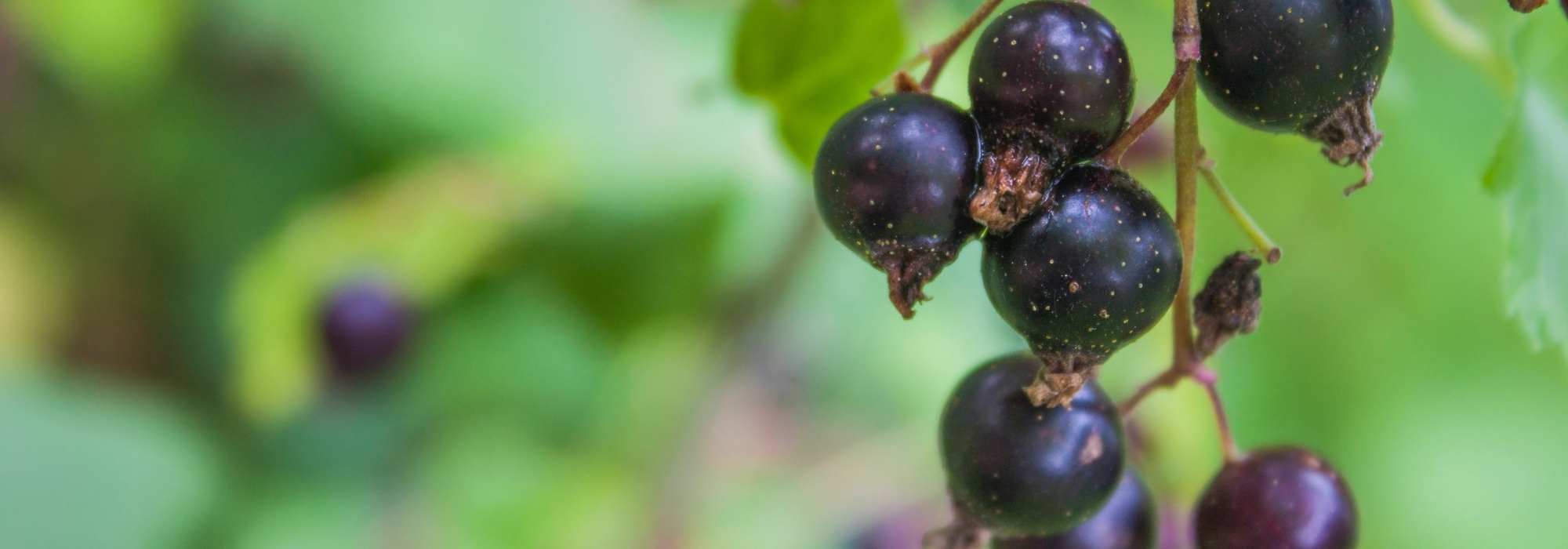 Schwarze Johannisbeere: Fruchtstrauch mit Heilwirkung