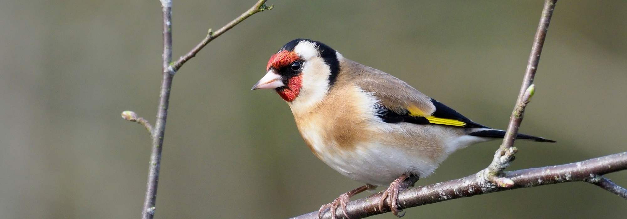 Gartenvögel: Stieglitz erkennen und anlocken?