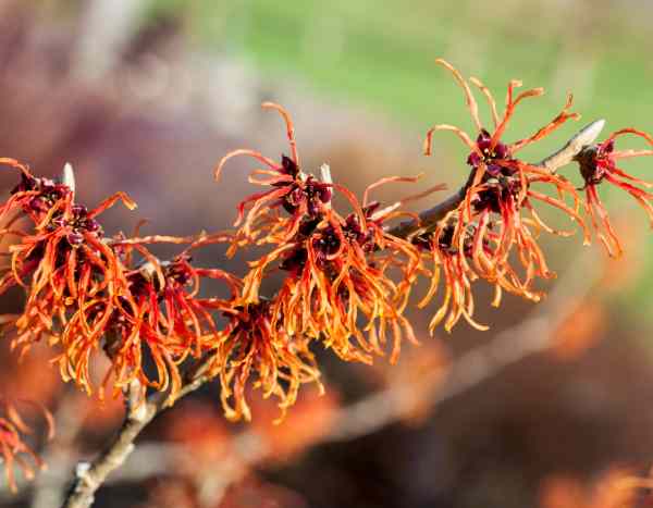 Hamamelis vermehren: 5 Schritte?