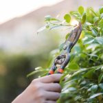 Garten für Anfänger: Sträucher richtig schneiden?