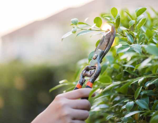 Garten für Anfänger: Sträucher richtig schneiden?