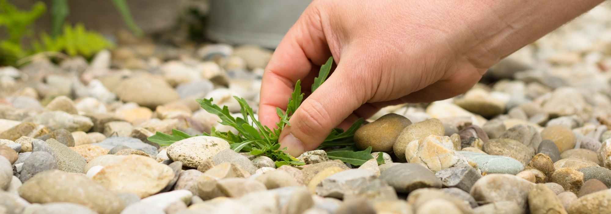 Terrasse, Hof, Weg: Unkraut jäten – Tipps