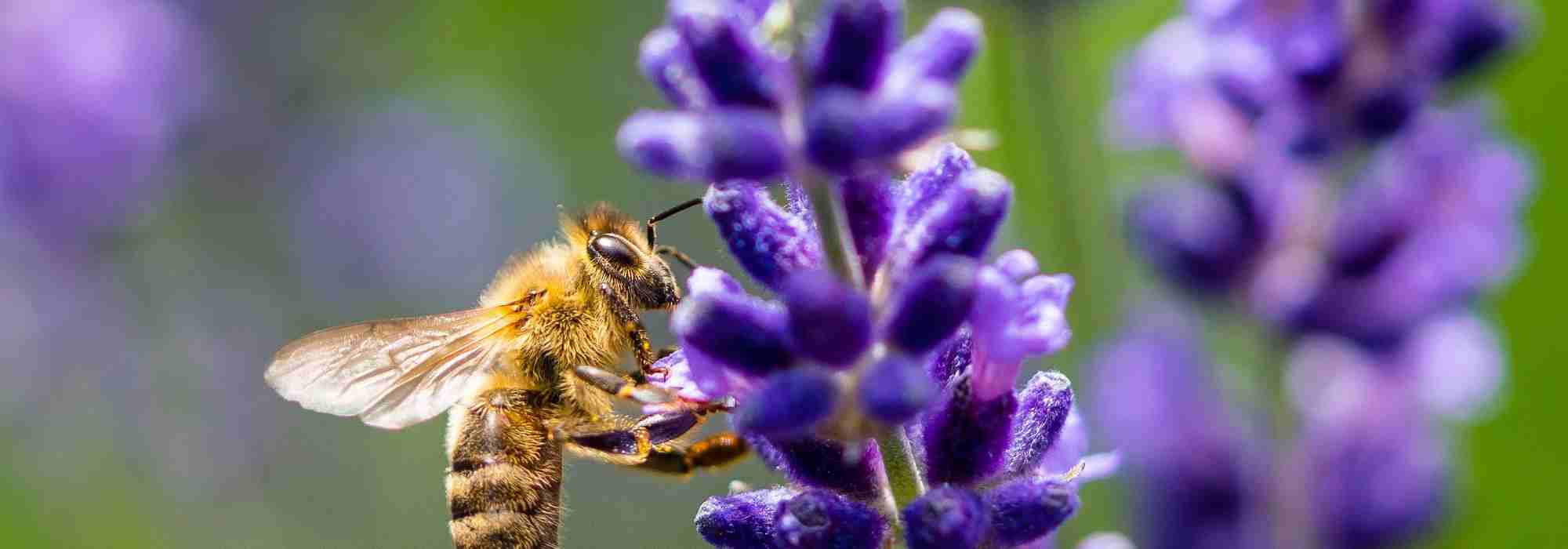 Bienenfreundliche und nektarreiche Pflanzen: Unterschiede?