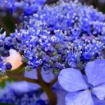 Blaue Hortensie: Tipps für intensivblaue Blüten