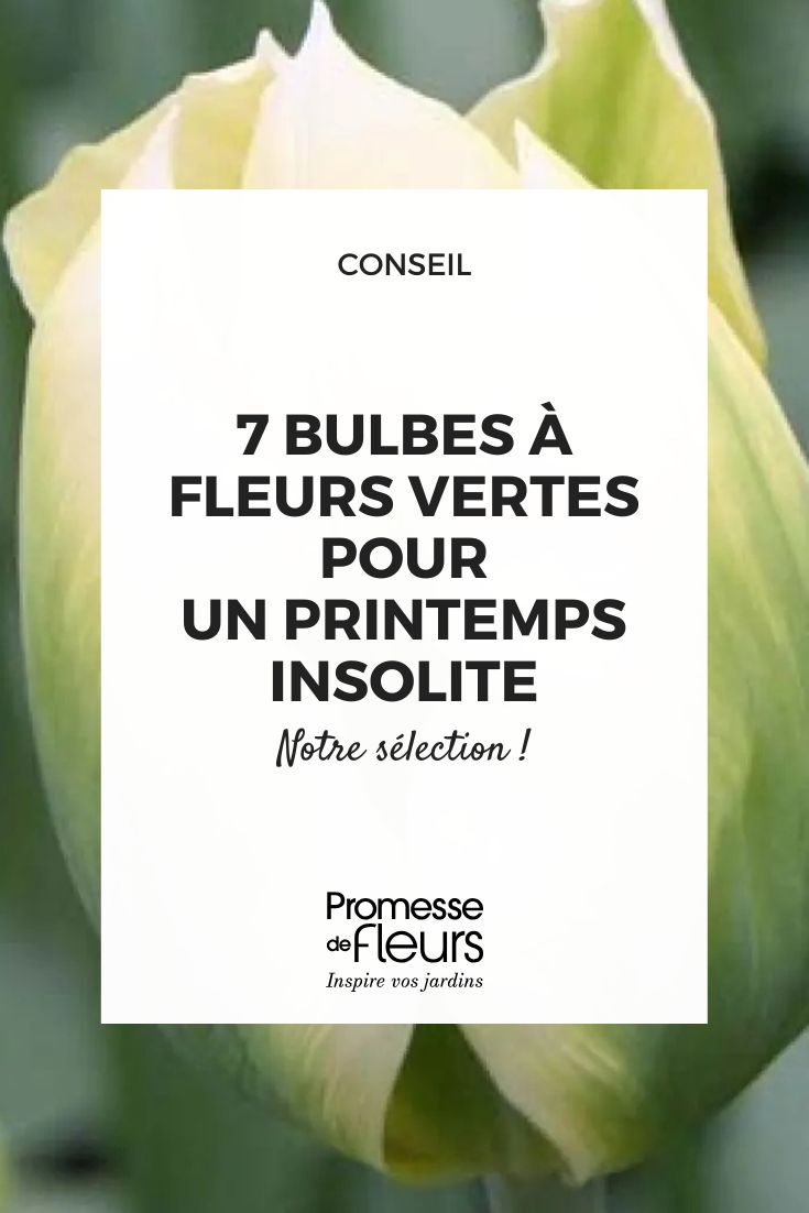 Tulpe Spring Green