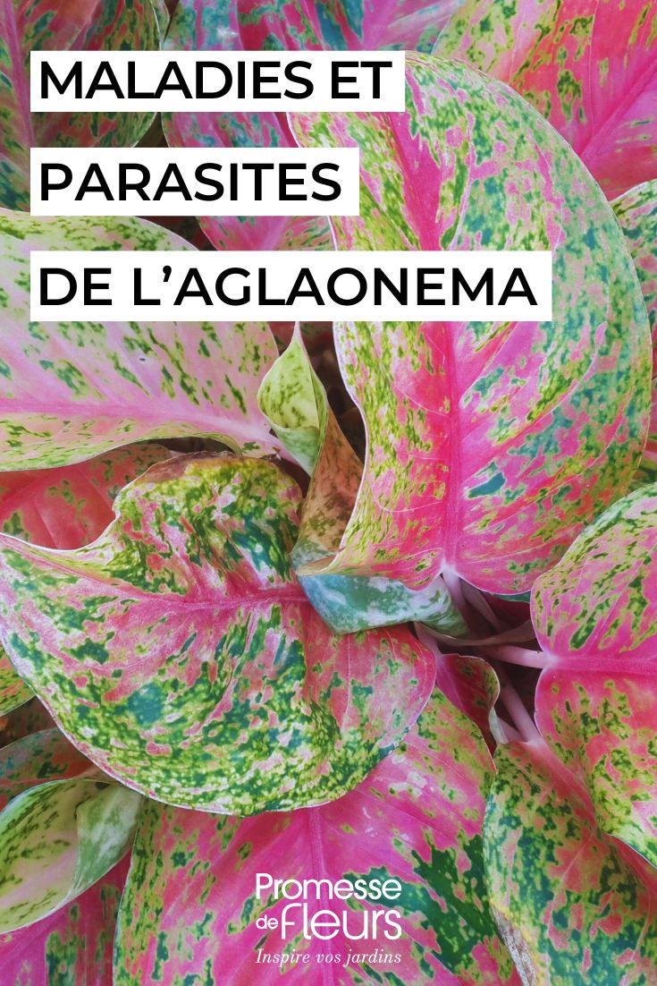 pflegen Sie die AGLAONEMA