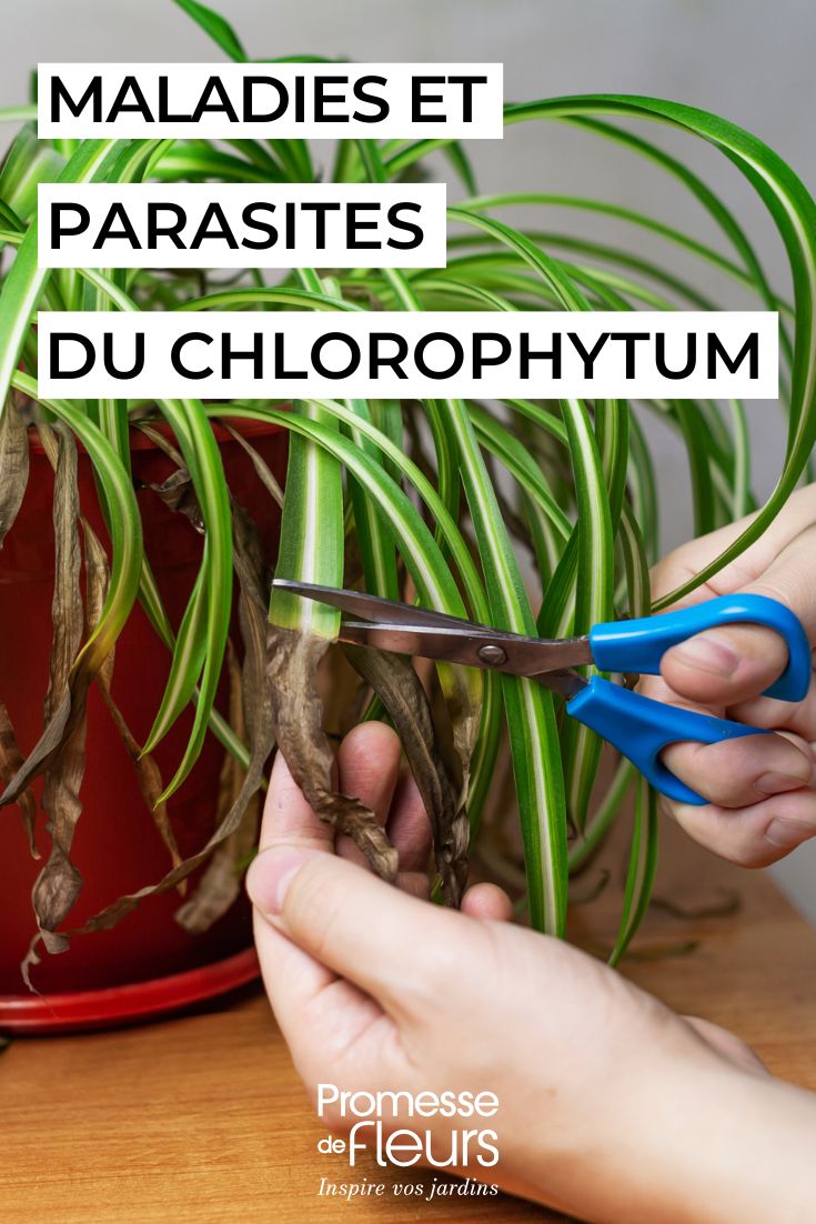 Pflegen des CHLOROPHYTUM