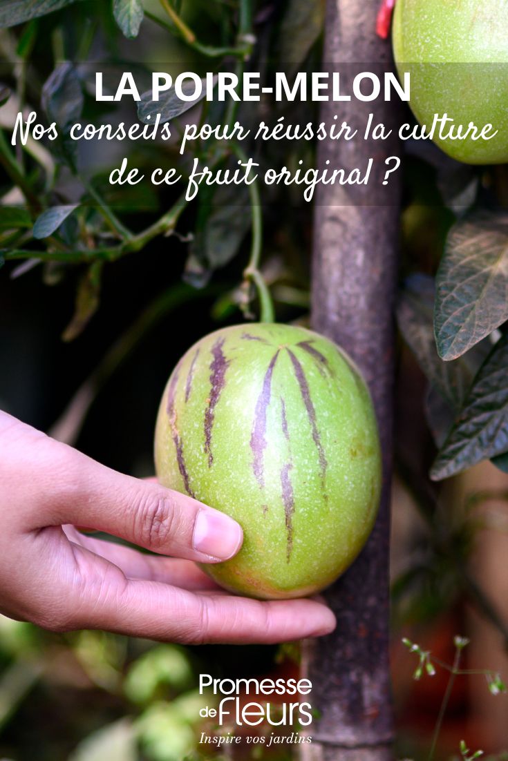 Frucht des Solanum muricatum