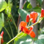 Einjährige Kletterpflanzen: schnell schöner Garten