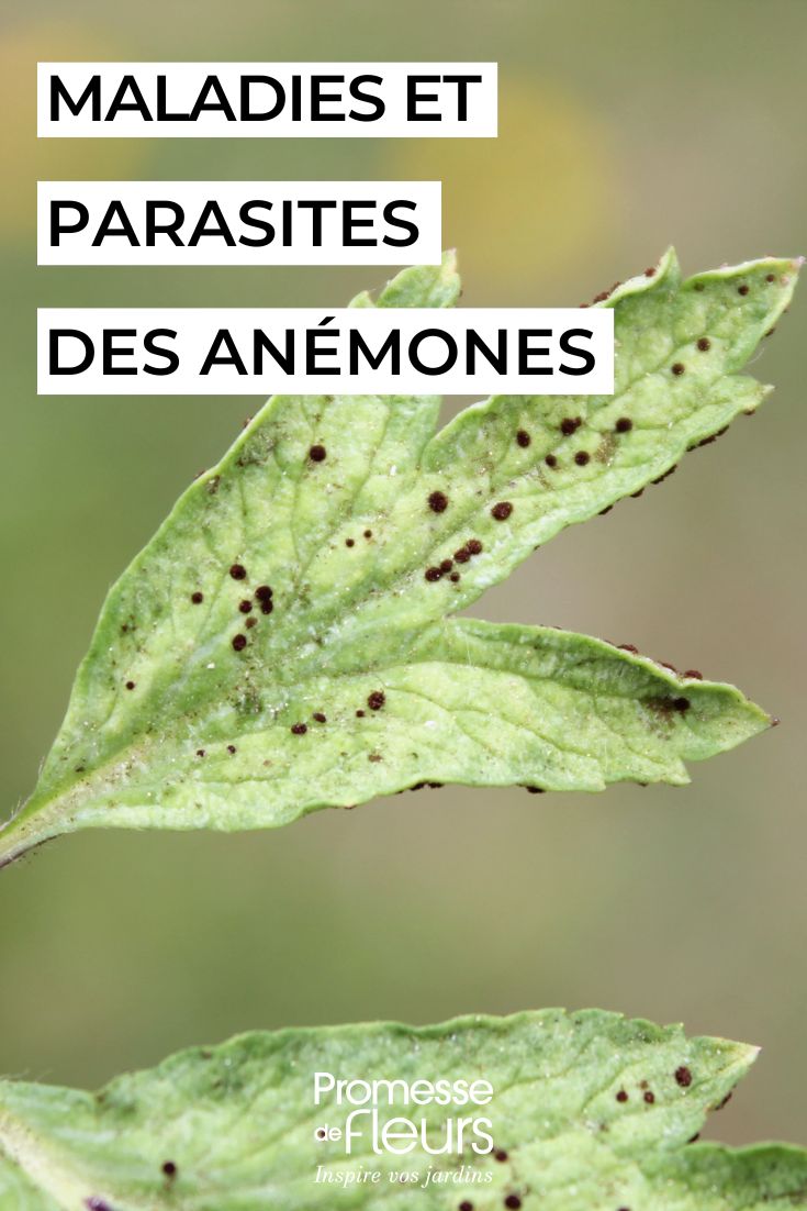 Anemonen pflegen