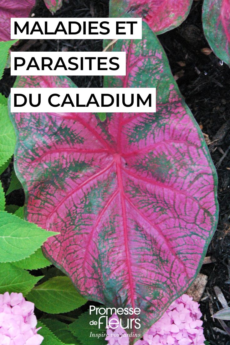 Pflege des CALADIUM