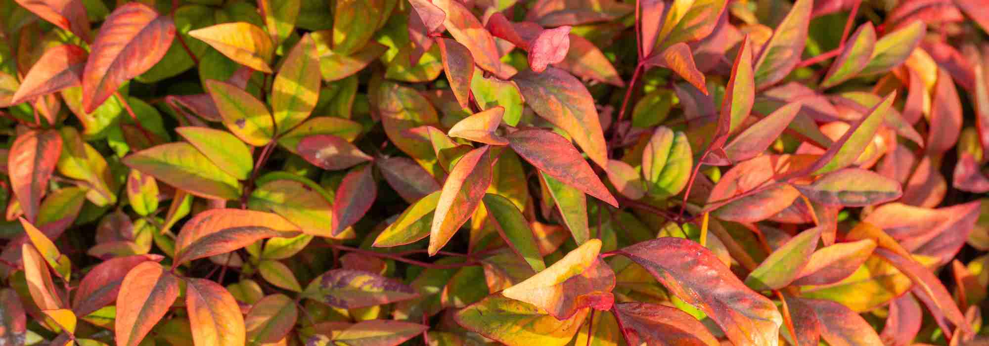 Nandina domestica: dekorativer Himmelsbambus