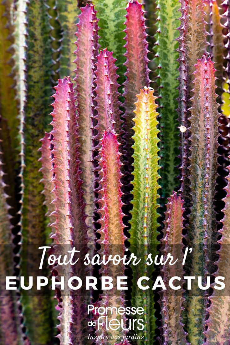 Euphorbie