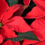 Weihnachtsstern – Poinsettie: Anbau und Pflege