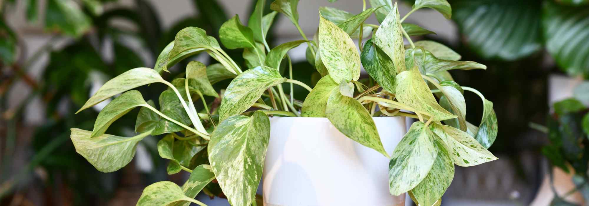 Pothos pflanzen, pflegen und vermehren