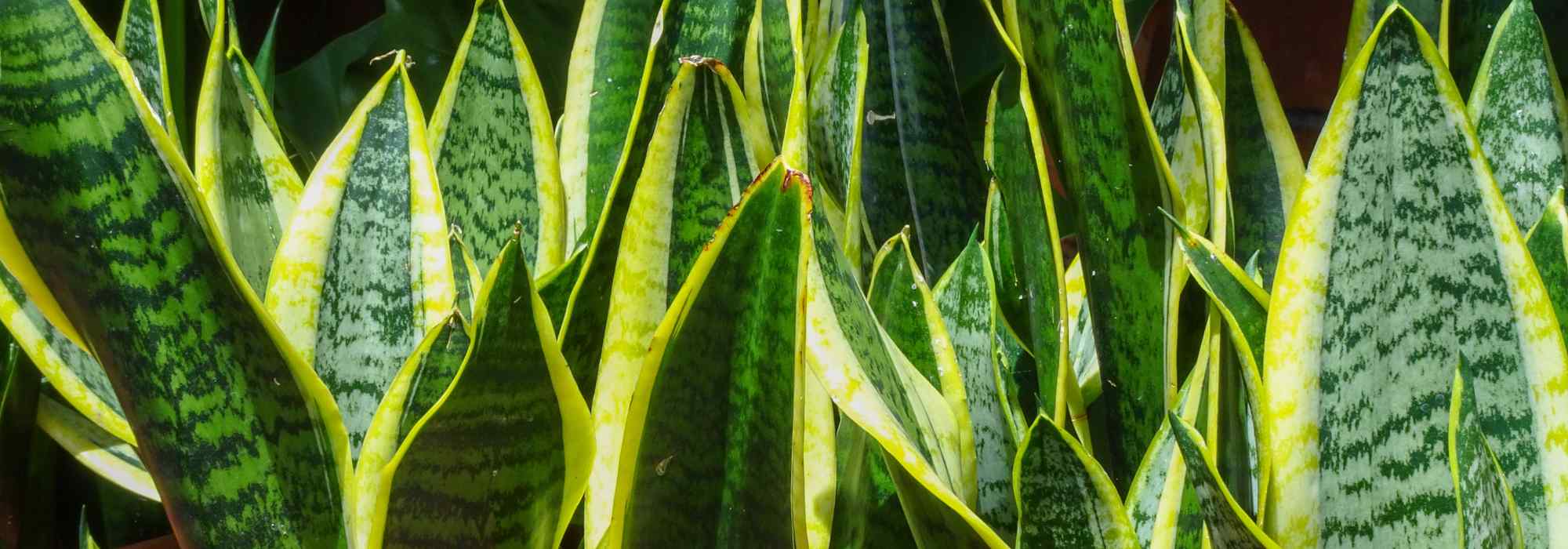Sansevieria, Schusterpalme: Pflege im Haus