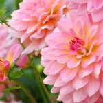 Pinkish Lemon: Gartentrend in spritzigen Farben