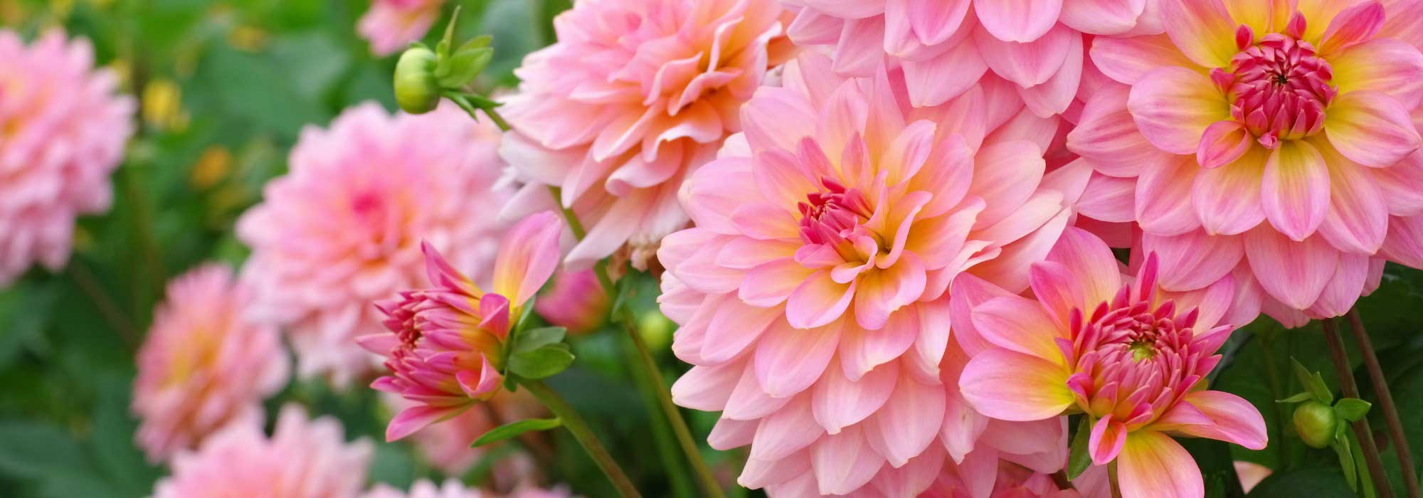 Pinkish Lemon: Gartentrend in spritzigen Farben