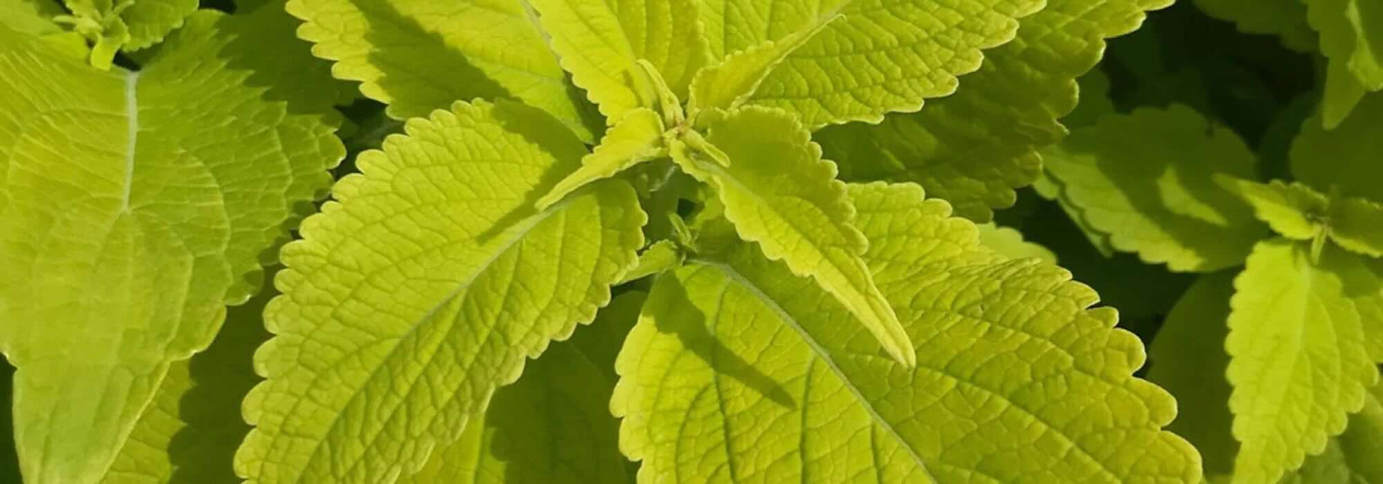 Goldenes Laub: Einjährige für die ganze Saison
