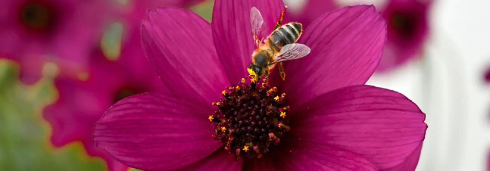 Bienenfreundliche Einjährige: Blumen für Bestäuber