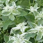 Einjährige mit panaschiertem Laub: die schönsten