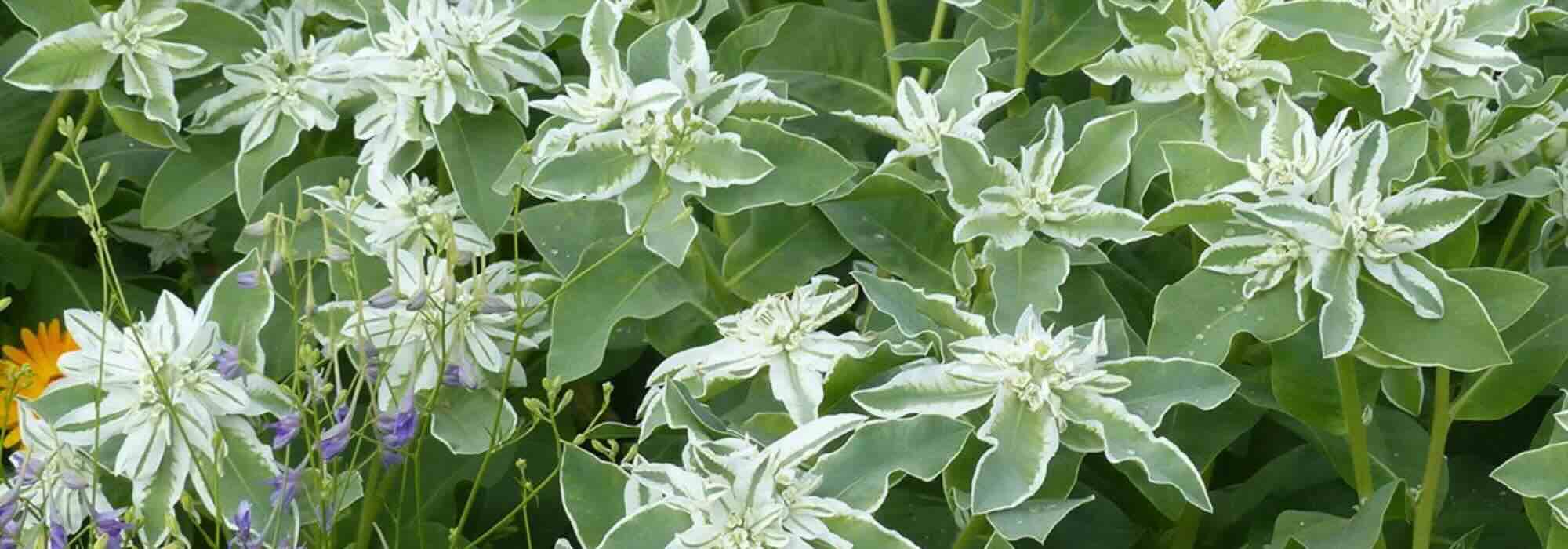 Einjährige mit panaschiertem Laub: die schönsten
