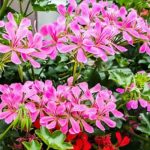 Efeu-Pelargonie wählen: Blütenkönig für den Sommerbalkon