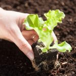 Salat und Kopfsalat im Garten pikieren: Wann und wie?