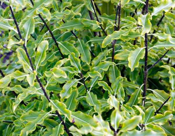 Pittosporum schneiden?