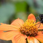 Biodiversität: Naturschutz im Garten fördern