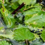 Garten für Anfänger: Pflanzen natürlich düngen?