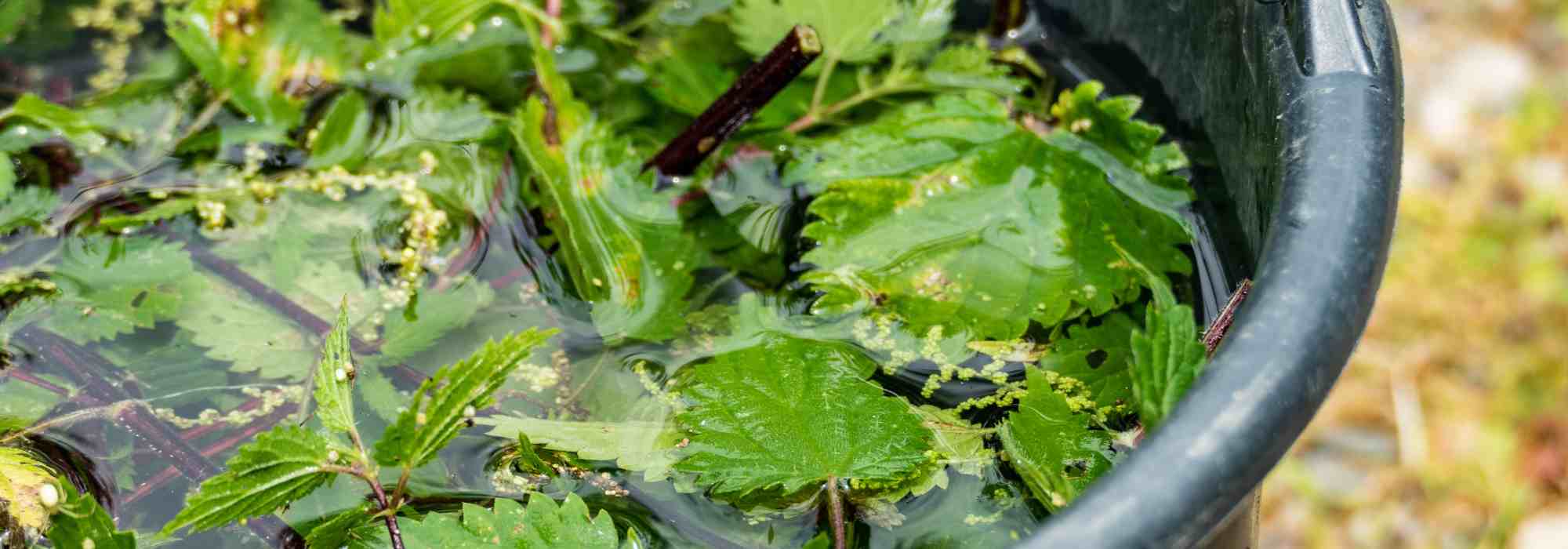 Garten für Anfänger: Pflanzen natürlich düngen?