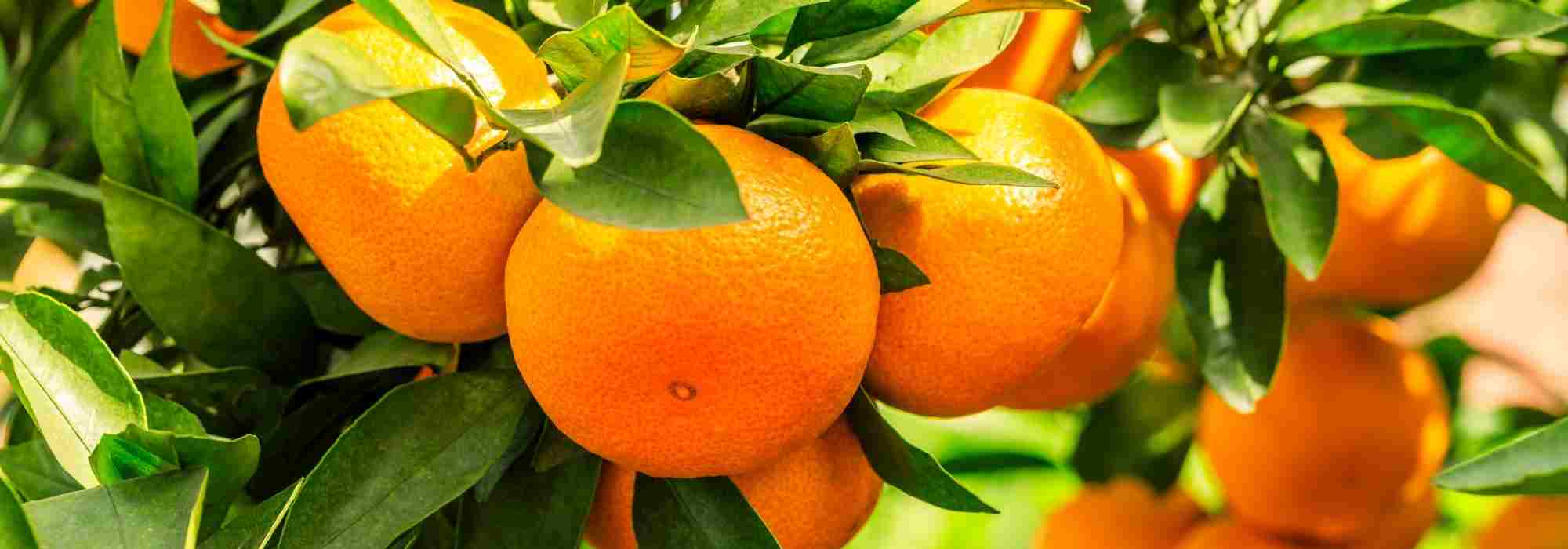 Orangenbaum: Krankheiten erkennen, Schädlinge behandeln