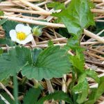 Welche Mulchschicht für Erdbeeren?