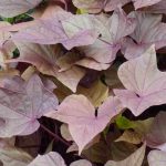 Einjährige Blattschmuckpflanzen: Garten & Balkon