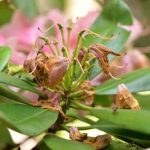 Alpenrose: Rückschnitt?