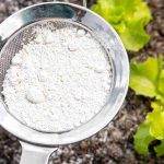 Diatomeenerde im Garten anwenden?