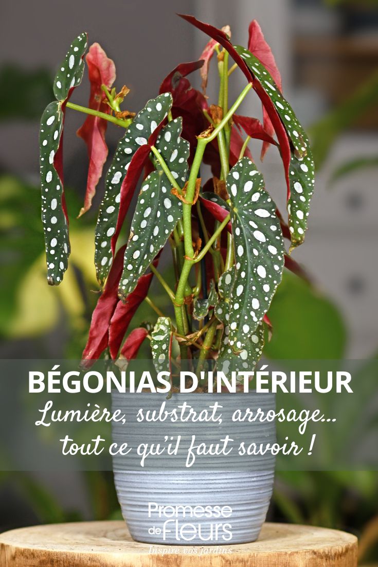ein Begonia maculata im Topf