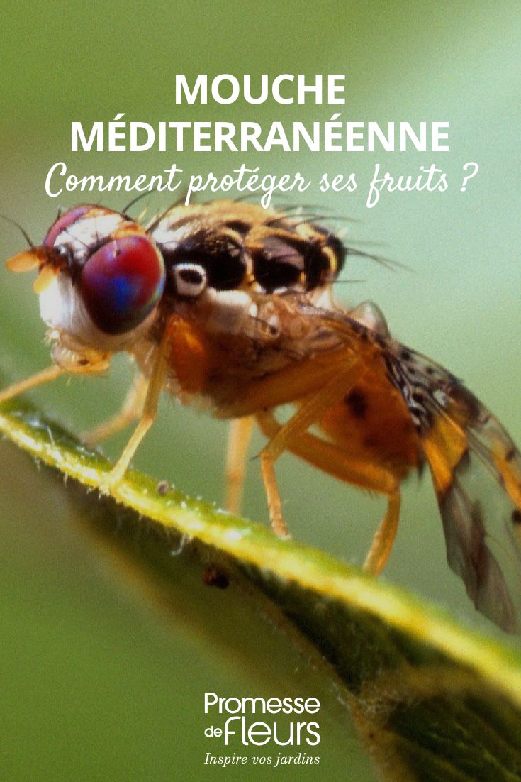 Die Mittelmeerfruchtfliege (Ceratitis capitata)