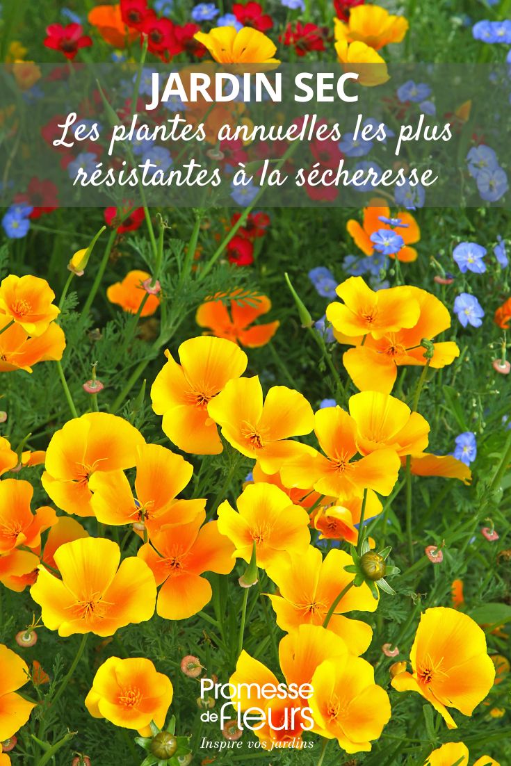 Eschscholzia