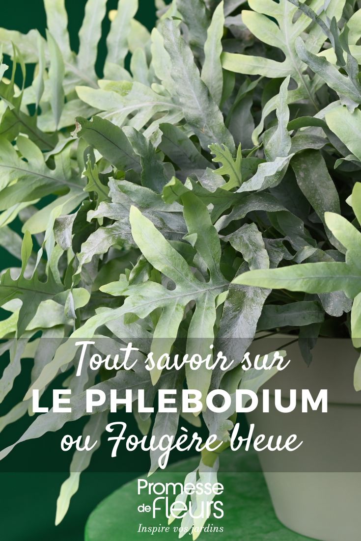 Phlebodium