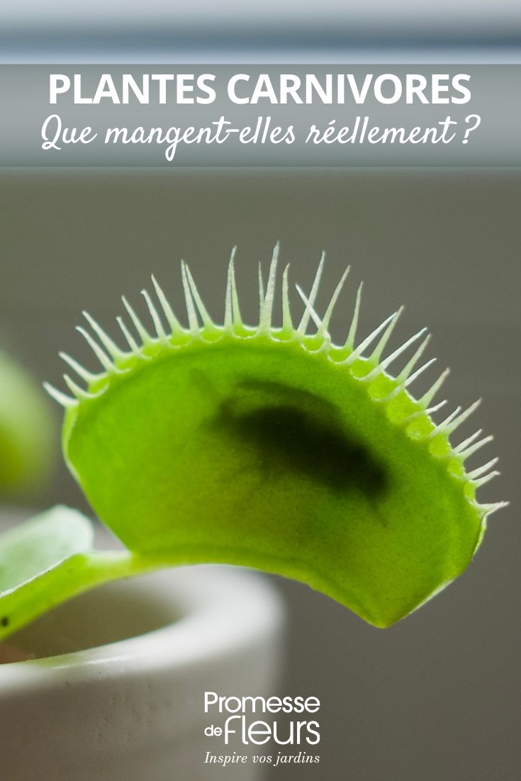 Dionaea muscipula