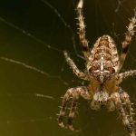 Spinnen im Garten: Darum in Ruhe lassen